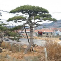 造型景觀松價格【量大從優(yōu)】-徐州造型景觀松價格